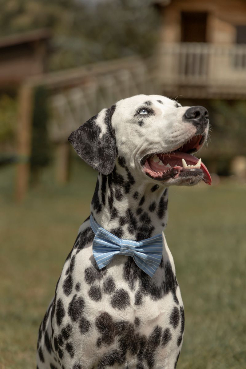 Corbatin-para-mascotas-Mascotas-Azul