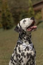 Corbatin-para-mascotas-Mascotas-Blanco
