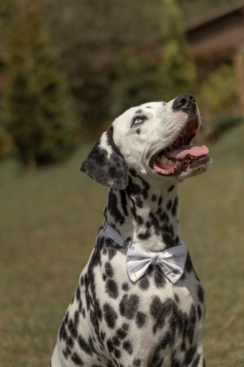 Corbatin-para-mascotas-Mascotas-Blanco