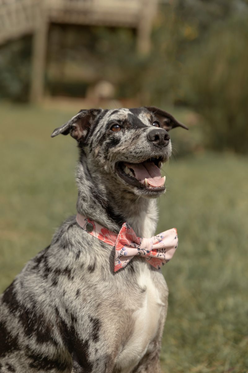 Corbatin-para-mascotas-Mascotas-Rosado