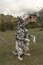 Pechera-reflectiva-para-mascotas-Mascotas-Blanco