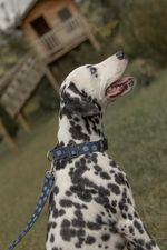 Collar-y-correa-para-mascotas-Mascotas-Azul