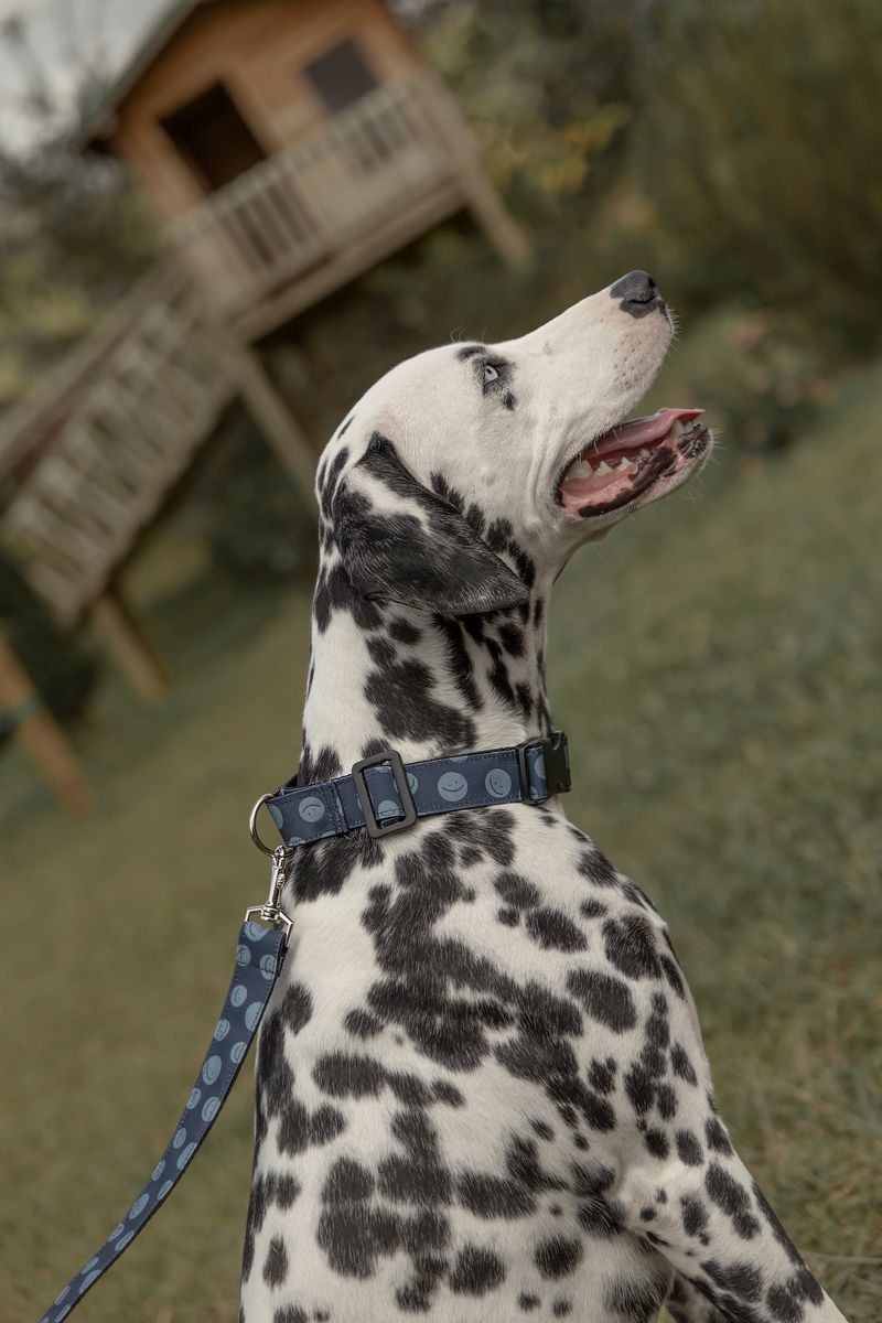 Collar-y-correa-para-mascotas-Mascotas-Azul