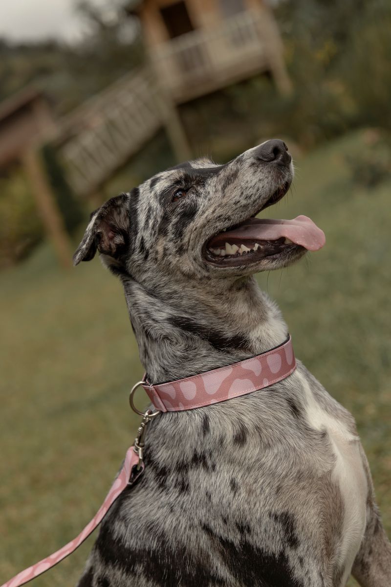 Collar-y-correa-para-mascotas-Mascotas-Rosado