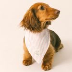 Pañoleta-para-mascotas-Mascotas-Rosado