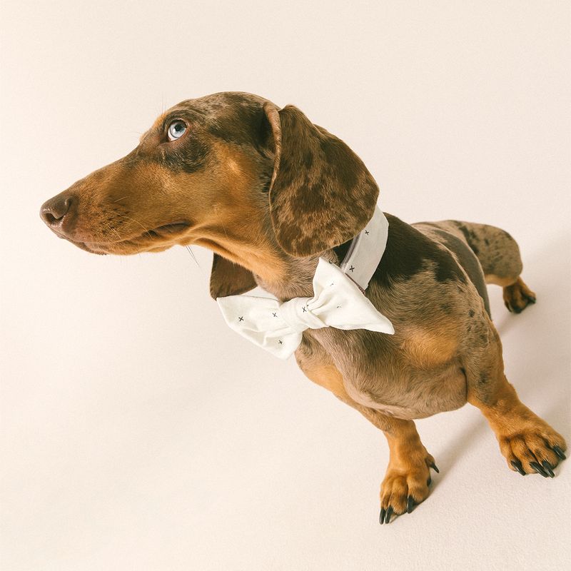 Corbatin-para-mascotas-Mascotas-Gris