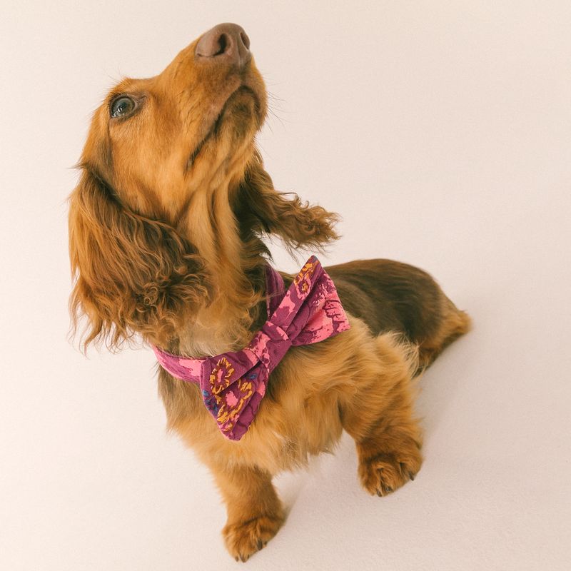 Corbatin-para-mascotas-Mascotas-Rosado