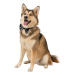 Corbatin-estampado-a-cuadros-para-mascotas-Mascotas-Gris