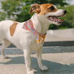 Corbatin-para-mascotas
