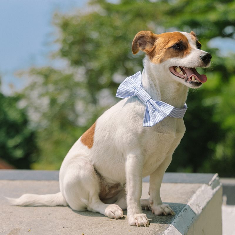 Corbatin-para-mascotas